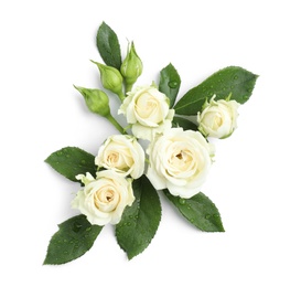 Beautiful blooming rose flowers on white background, top view