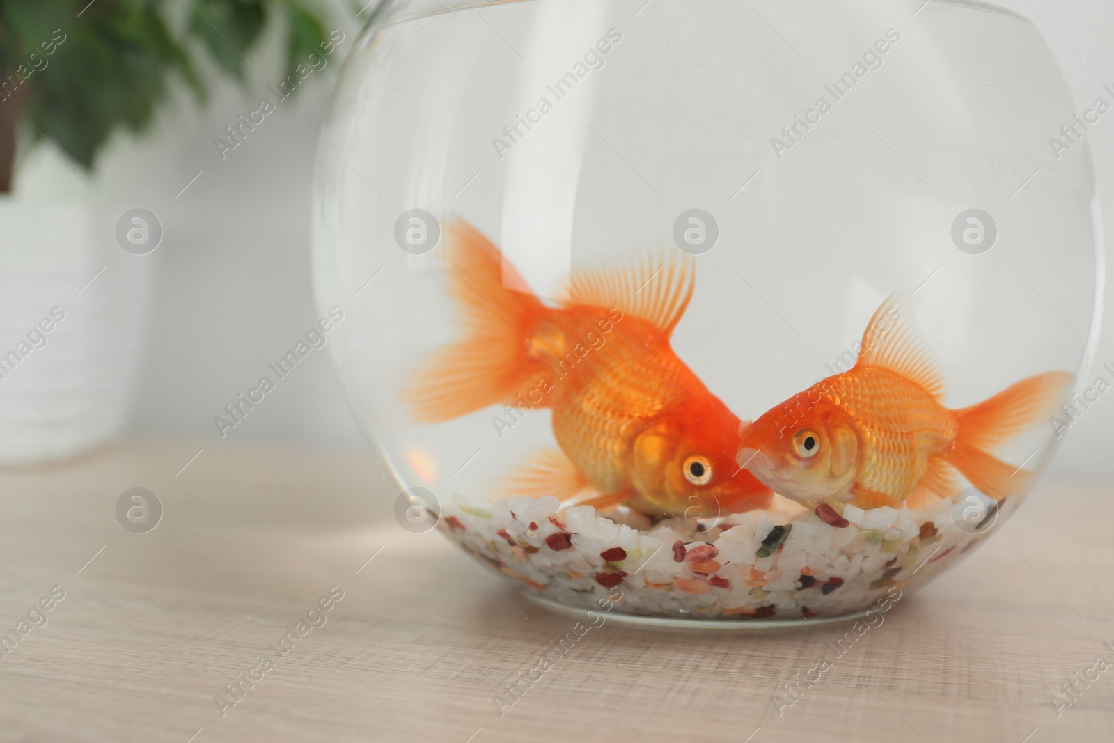 Photo of Beautiful bright small goldfishes in round glass aquarium on wooden table, closeup