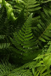 Green fern plant with lush leaves as background