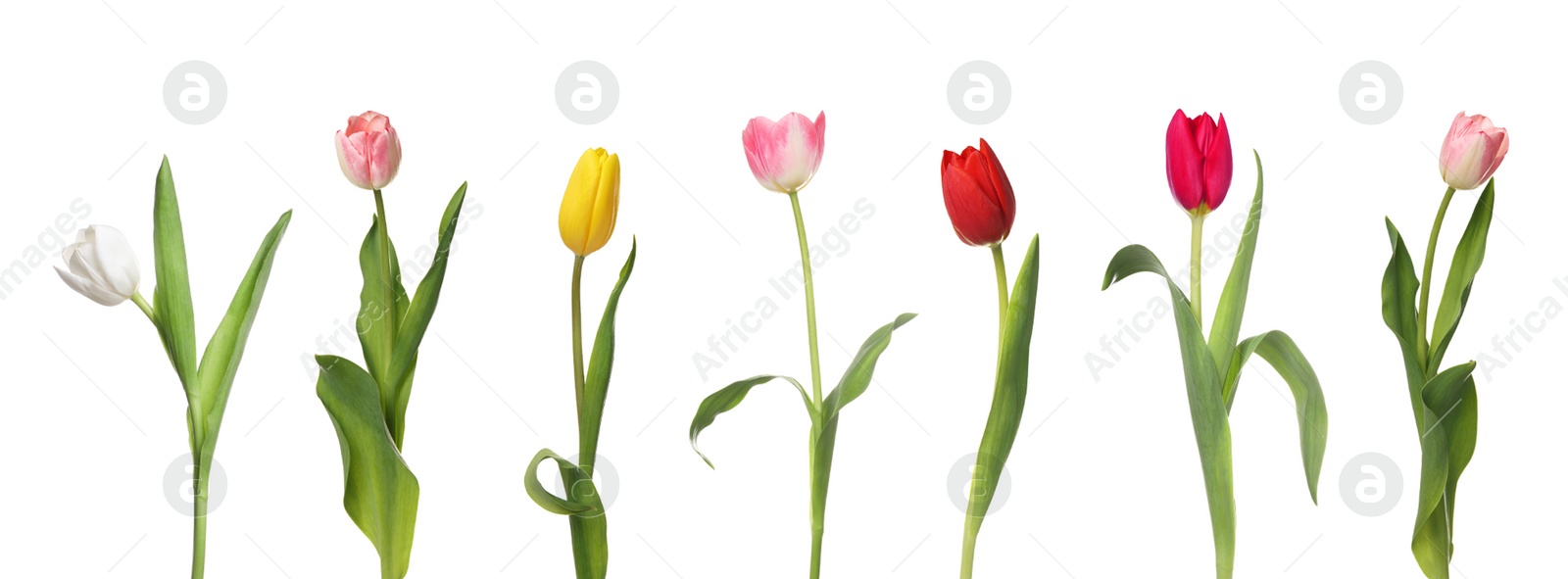 Image of Set of beautiful tulips in different colors isolated on white