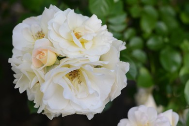 Photo of Beautiful white rose flowers blooming outdoors, closeup