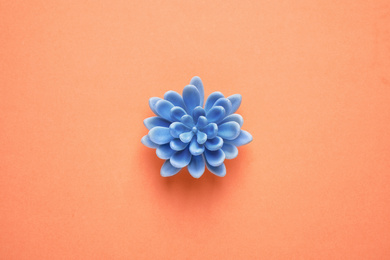 Photo of Decorative succulent on orange background, top view. Color of the year 2020 (Classic blue)