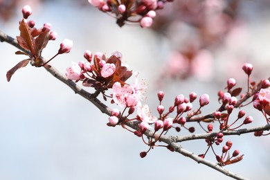 Photo of Beautiful spring pink blossoms on tree branches against blurred background