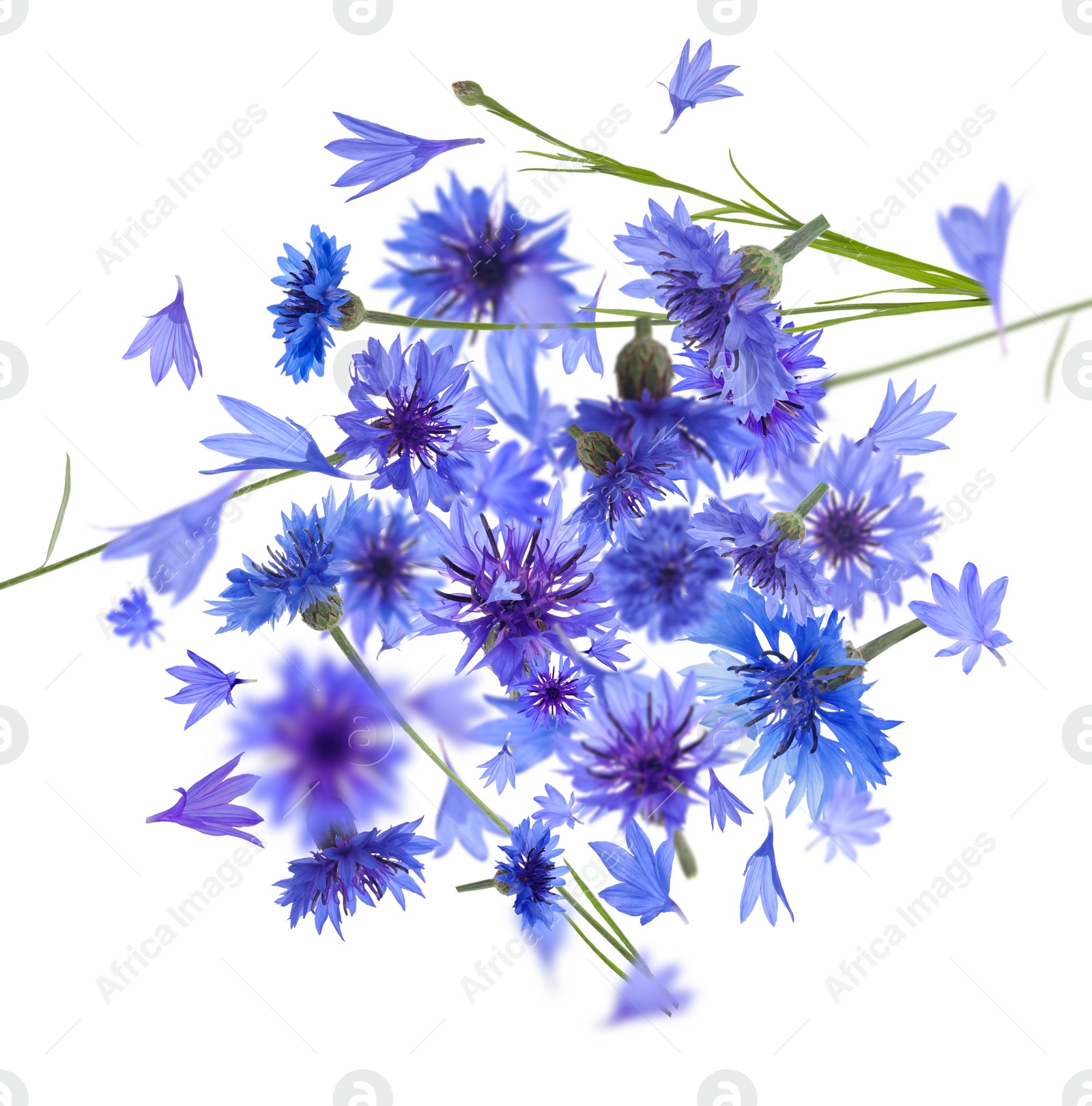 Image of Bright blue cornflowers in air on white background