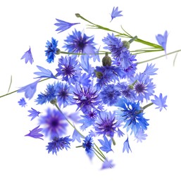 Bright blue cornflowers in air on white background