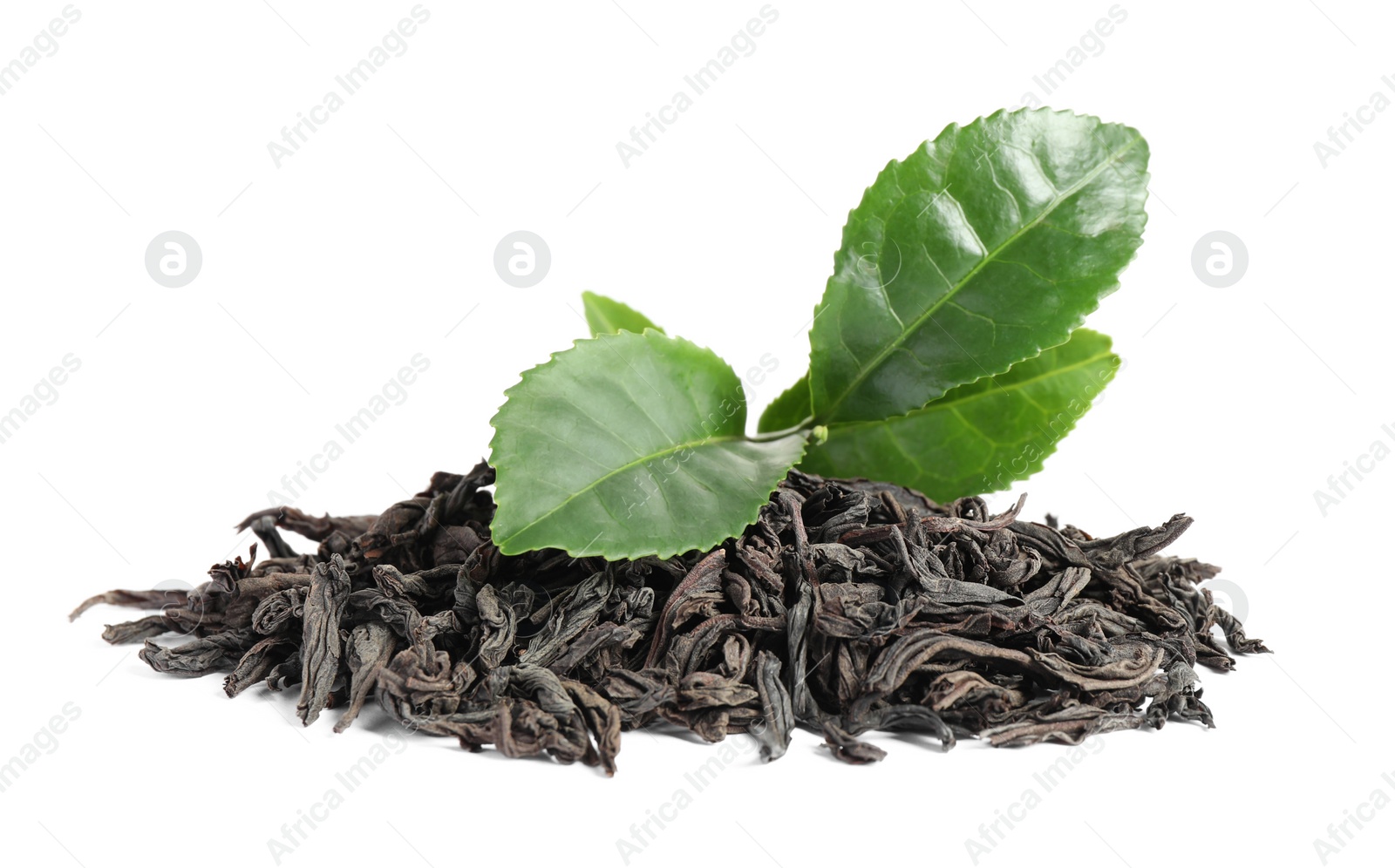 Photo of Dry and fresh tea leaves isolated on white