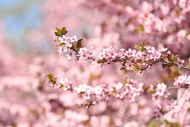 Branch of blossoming spring tree with tiny flowers on blurred background