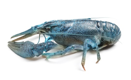 Blue or sapphire crayfish isolated on white
