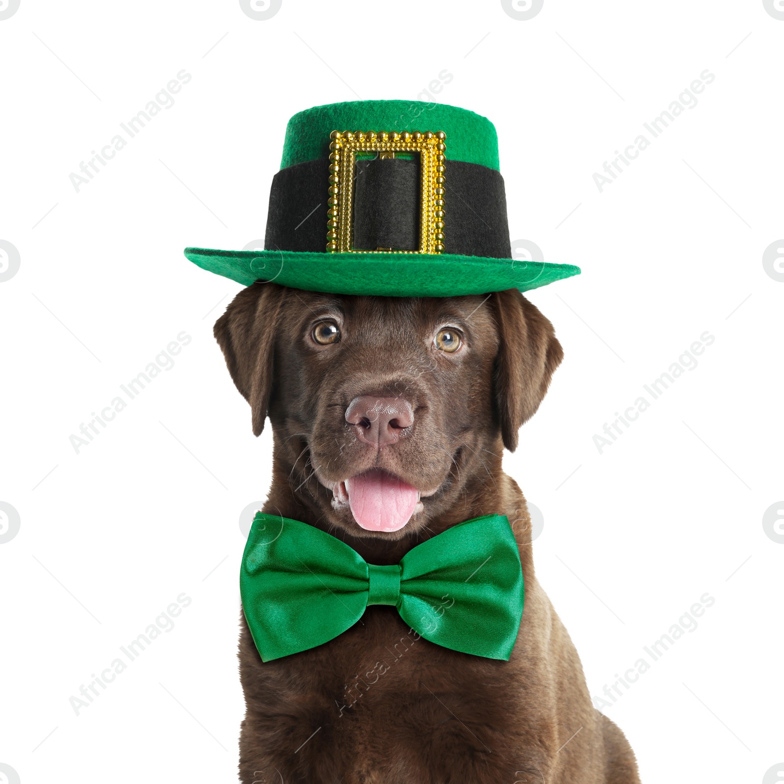 Image of St. Patrick's day celebration. Cute Chocolate Labrador puppy with leprechaun hat and green bow tie isolated on white