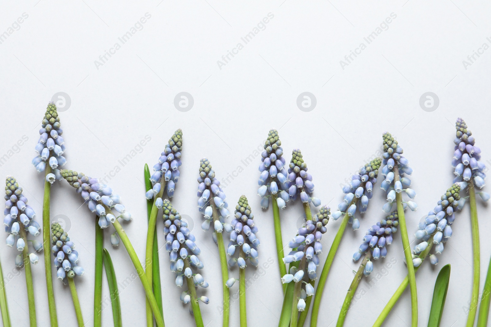 Photo of Flat lay composition with spring muscari flowers on light background, space for text