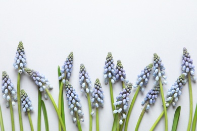 Flat lay composition with spring muscari flowers on light background, space for text