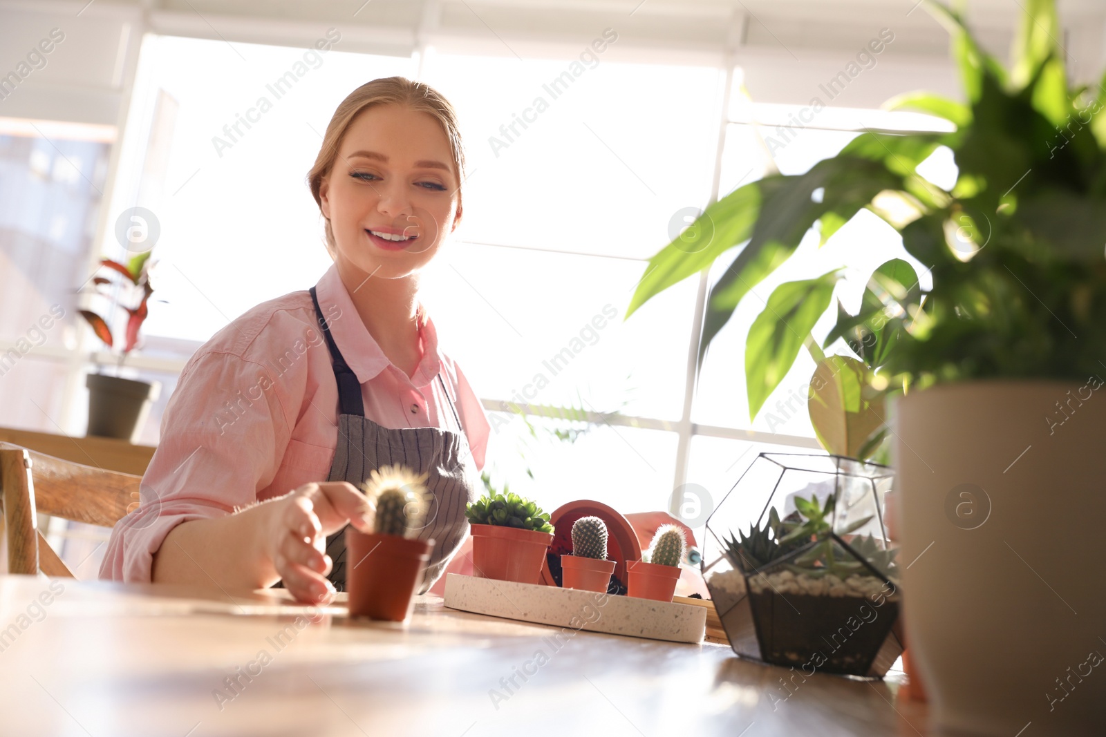 Photo of Young beautiful woman taking care of home plants at wooden table indoors