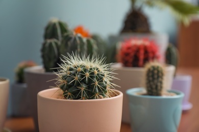 Photo of Different beautiful cacti in ceramic flowerpots, closeup