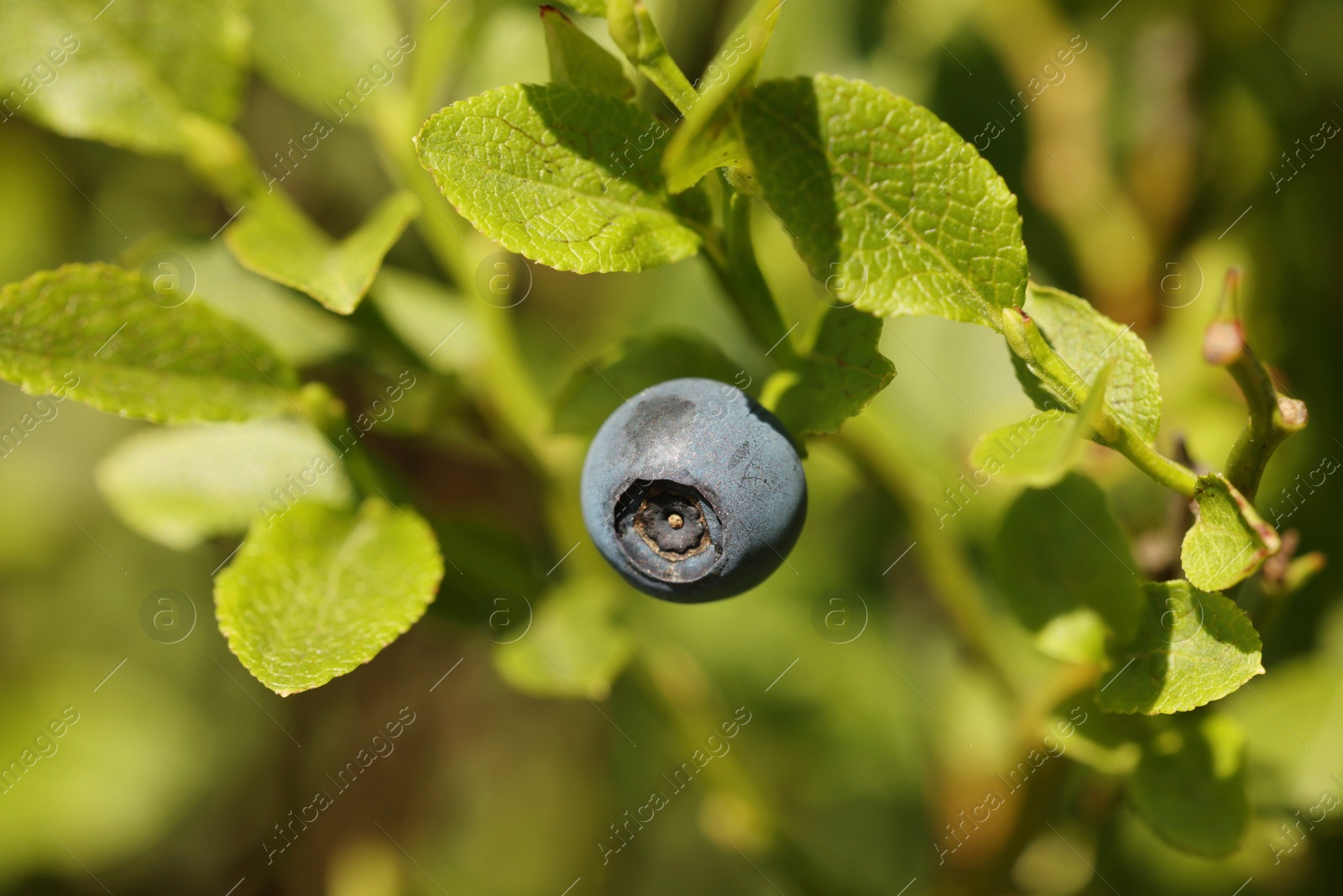 Photo of Ripe bilberry growing in forest, closeup. Seasonal berries