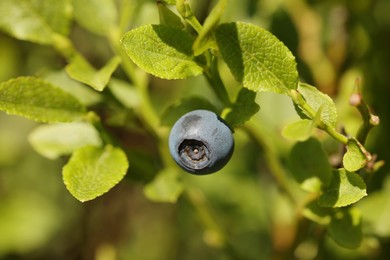 Ripe bilberry growing in forest, closeup. Seasonal berries