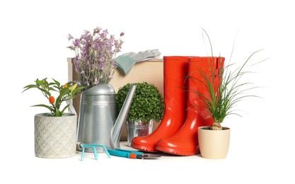 Photo of Gardening tools and houseplants on white background