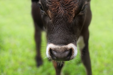 Brown cow on green pasture in summer, closeup