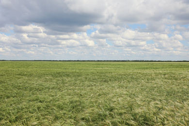 Photo of Agricultural field with ripening cereal crop on cloudy day