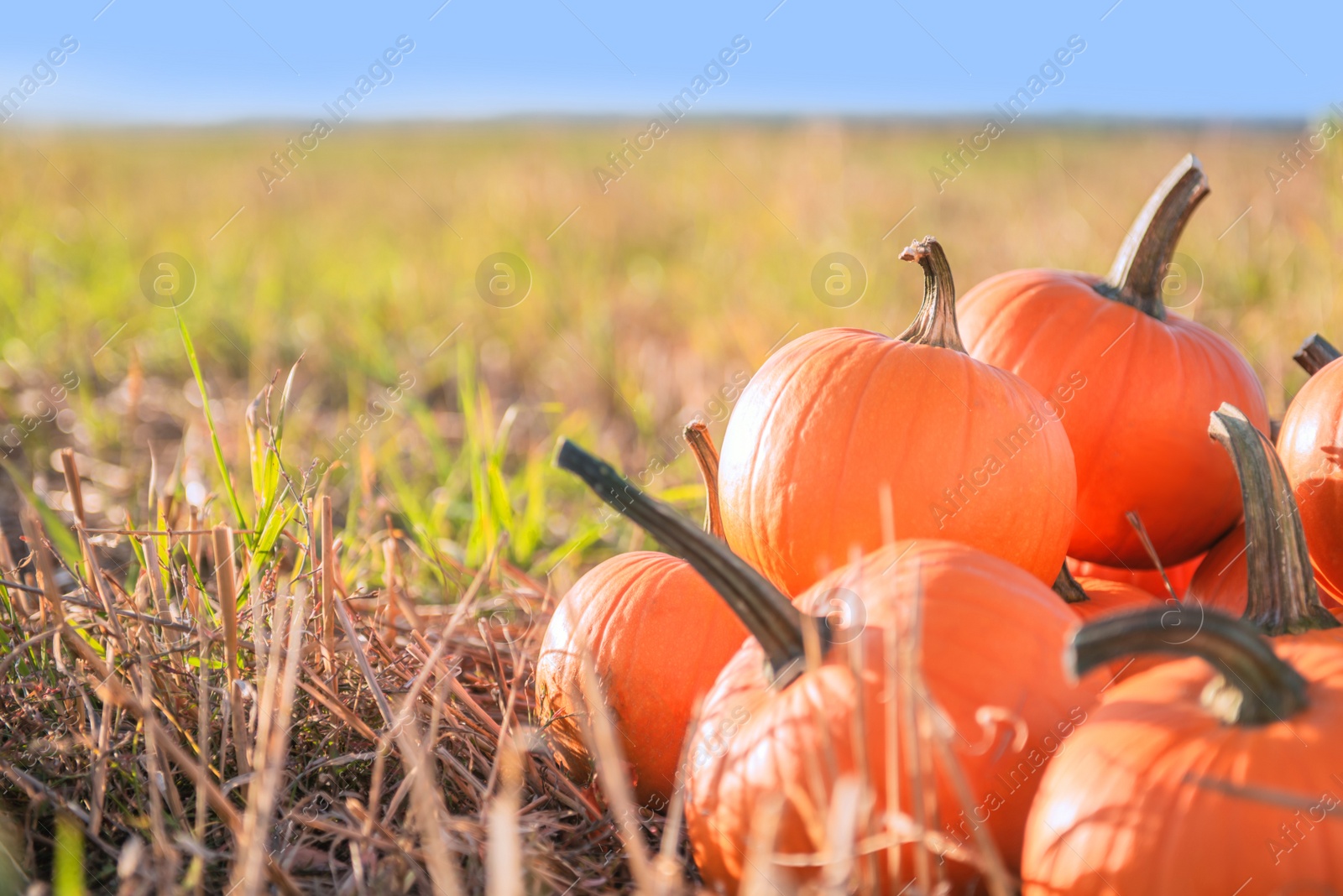 Photo of Many ripe orange pumpkins in field, space for text