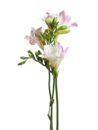 Photo of Beautiful colorful freesia flowers on white background