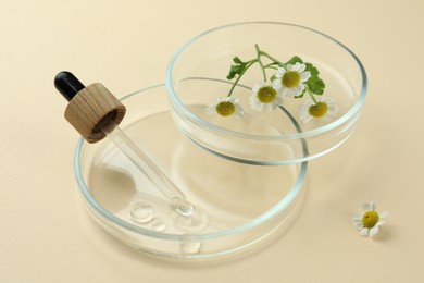 Photo of Petri dishes with chamomile flowers and dropper on beige background