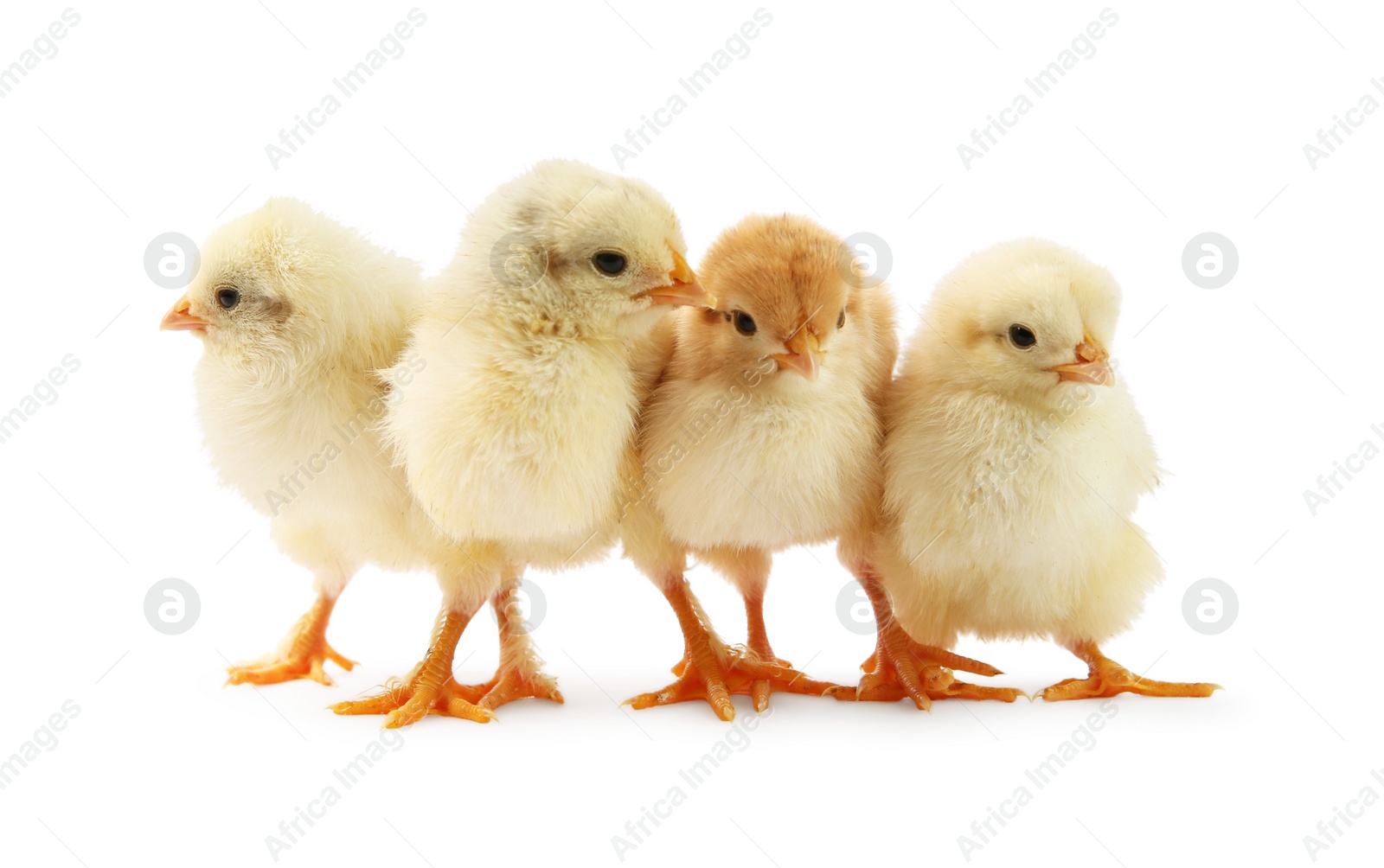 Photo of Many cute chicks isolated on white. Baby animals