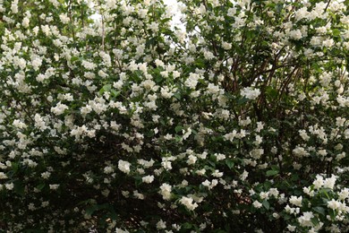 Beautiful jasmine shrub with white flowers outdoors