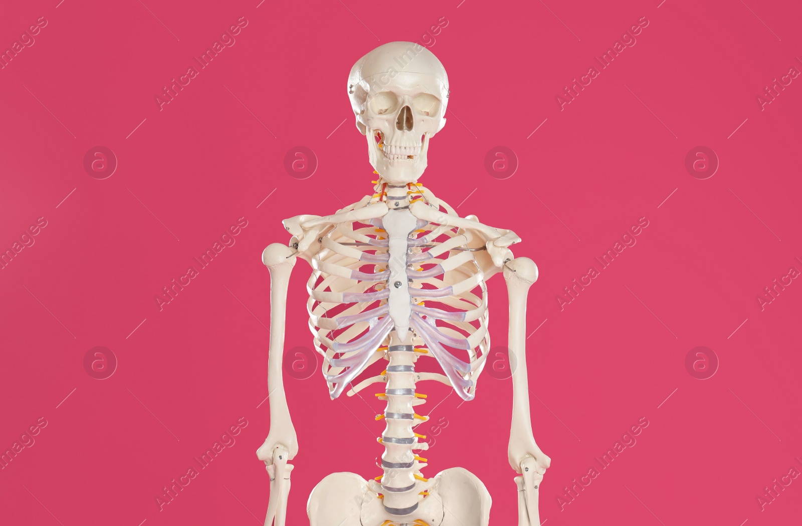 Photo of Artificial human skeleton model on crimson background