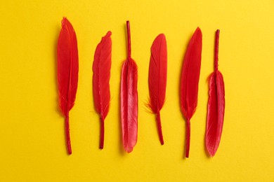 Red beautiful feathers on yellow background, flat lay