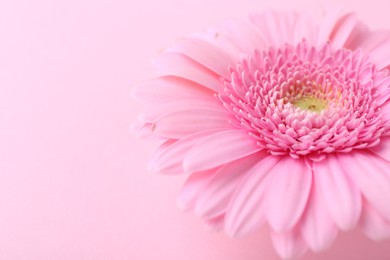 One beautiful tender gerbera flower on pink background, closeup. Space for text