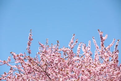 Photo of Branches of blossoming spring tree with tiny flowers against blue sky outdoors. Space for text