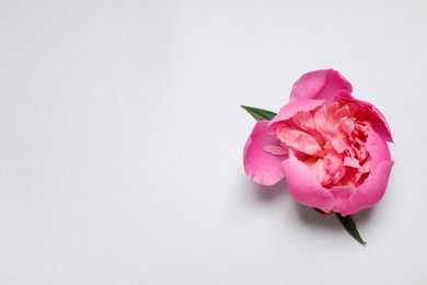 Photo of Beautiful pink peony on light grey background, top view. Space for text