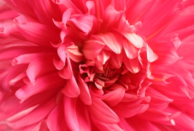 Beautiful pink dahlia flower as background, closeup