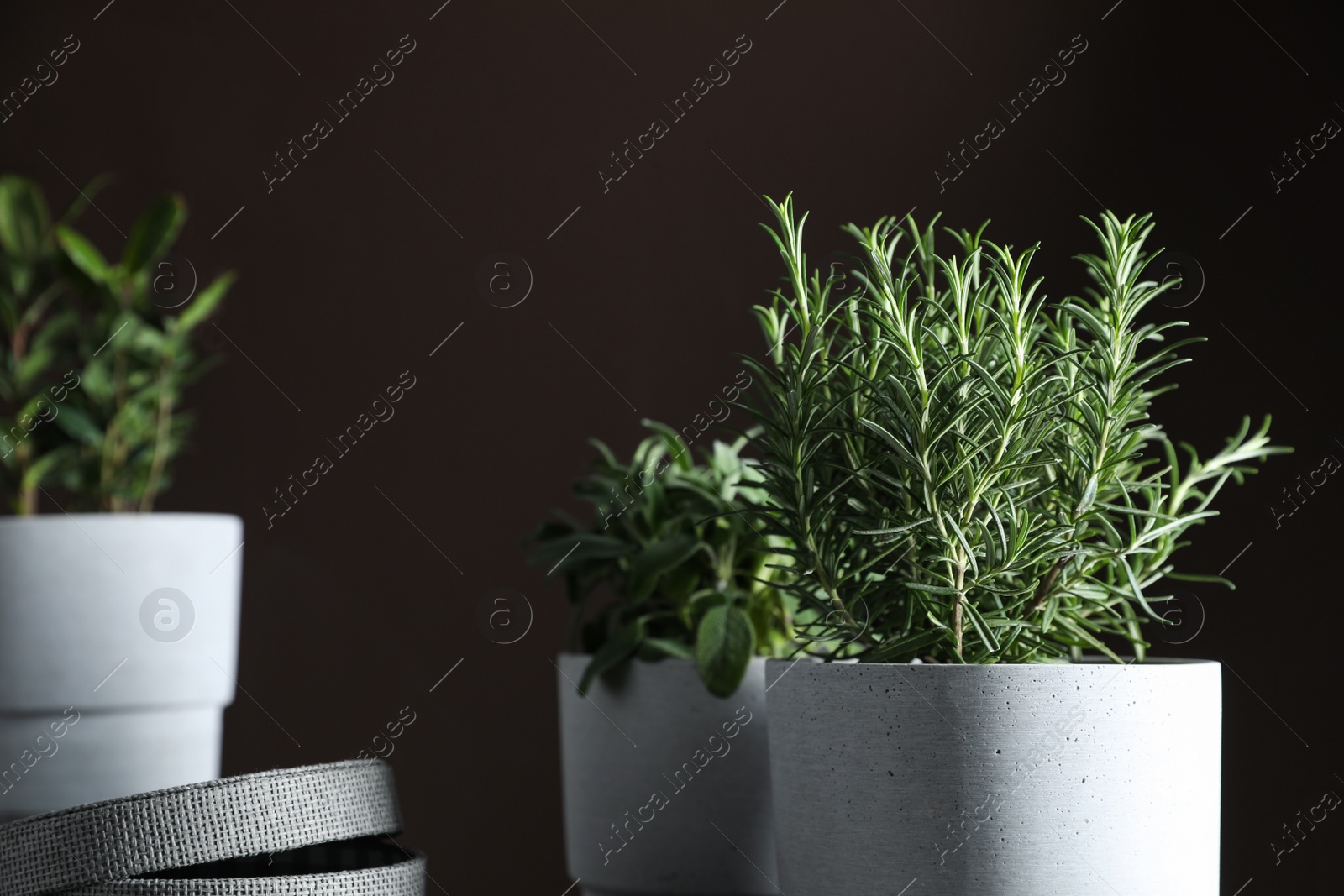 Photo of Different aromatic herbs growing in pots indoors