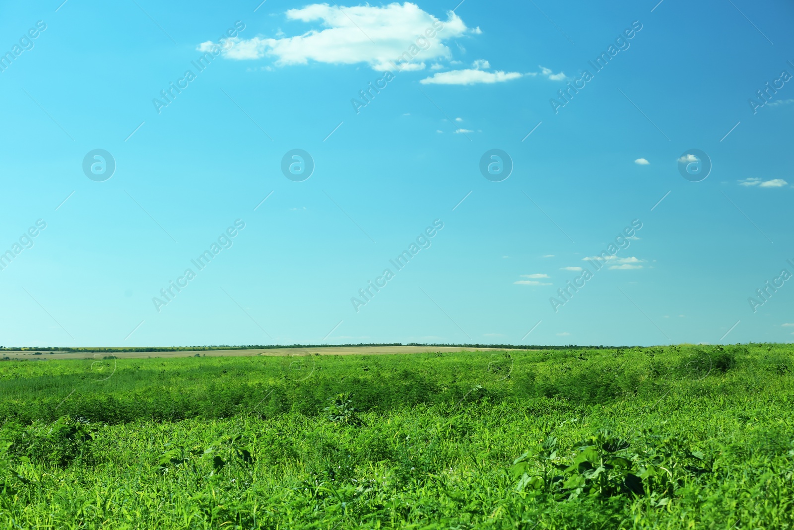 Photo of Beautiful landscape with green grass on sunny day