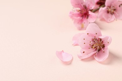 Photo of Beautiful sakura tree blossoms on beige background, closeup. Space for text
