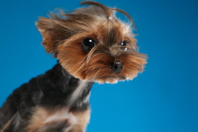 Cute Yorkshire terrier dog on blue background, closeup