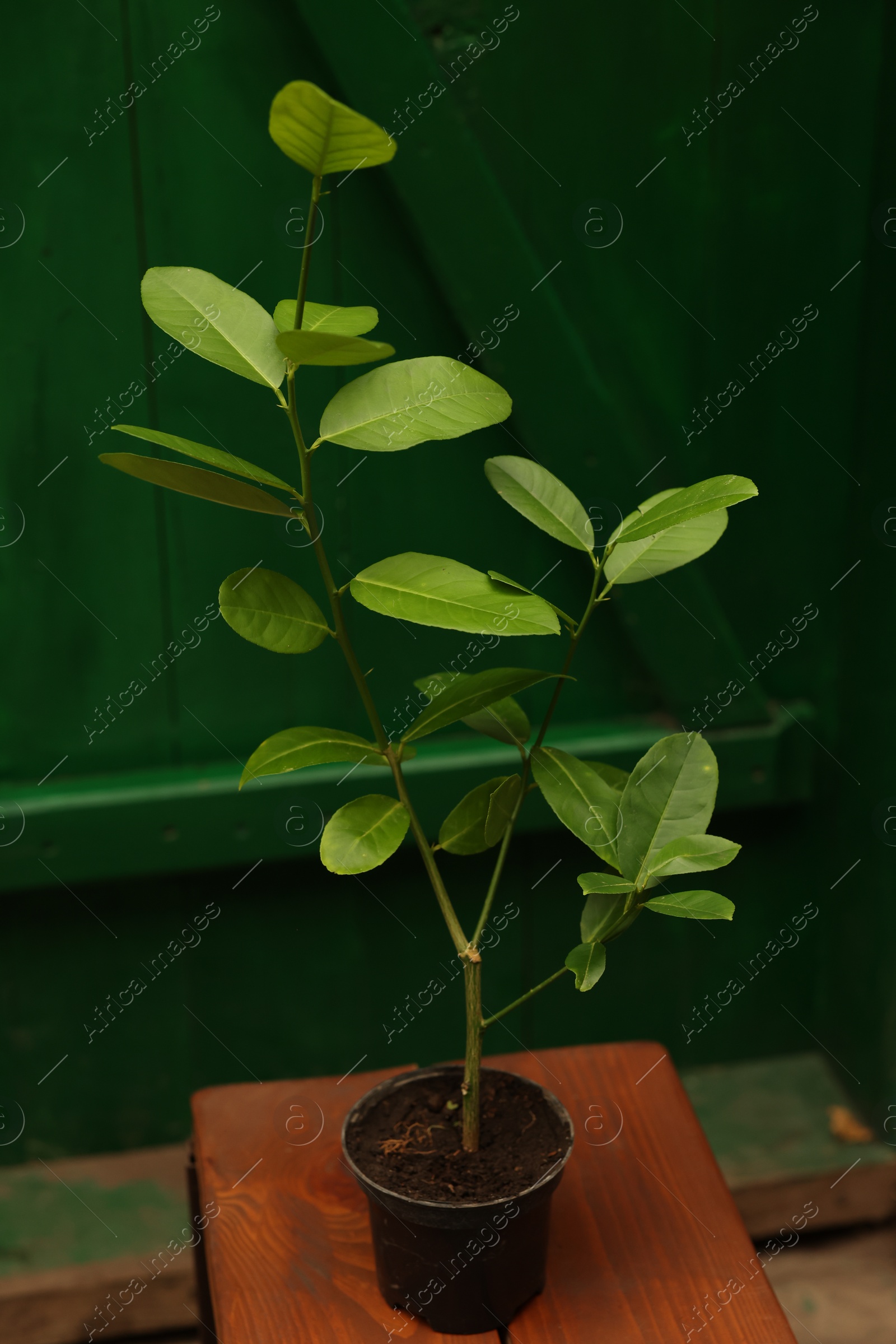 Photo of Lemon trees on wooden stand in greenhouse