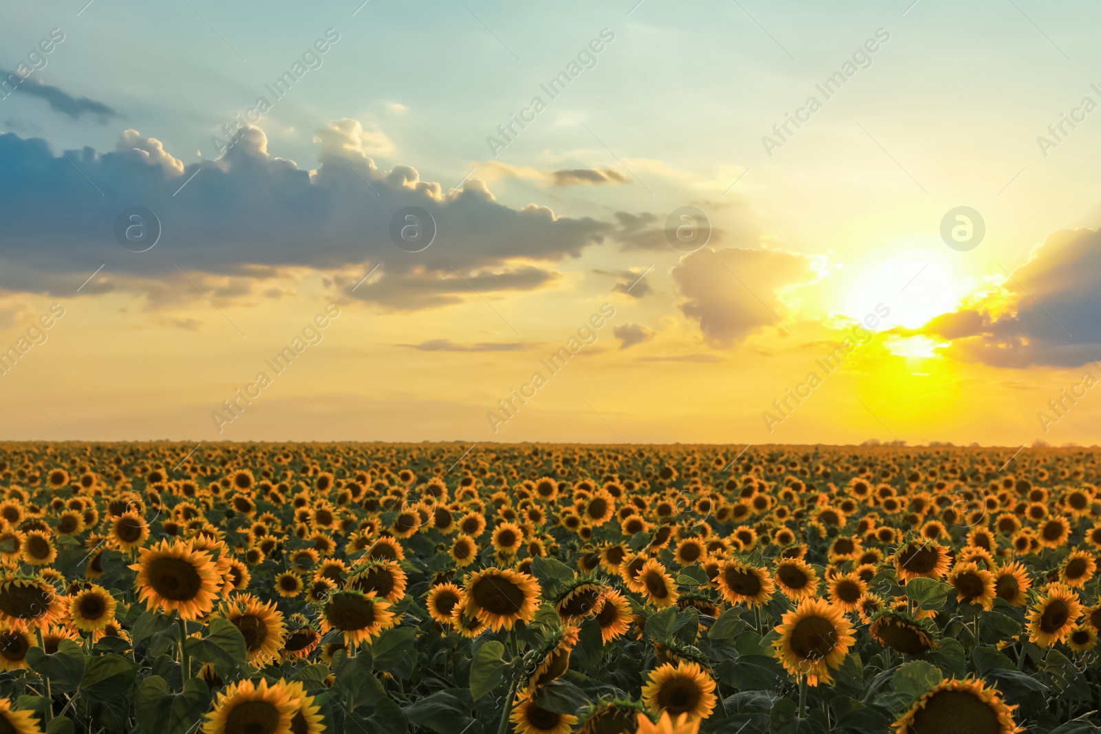 Photo of Beautiful view of field with yellow sunflowers outdoors at sunset