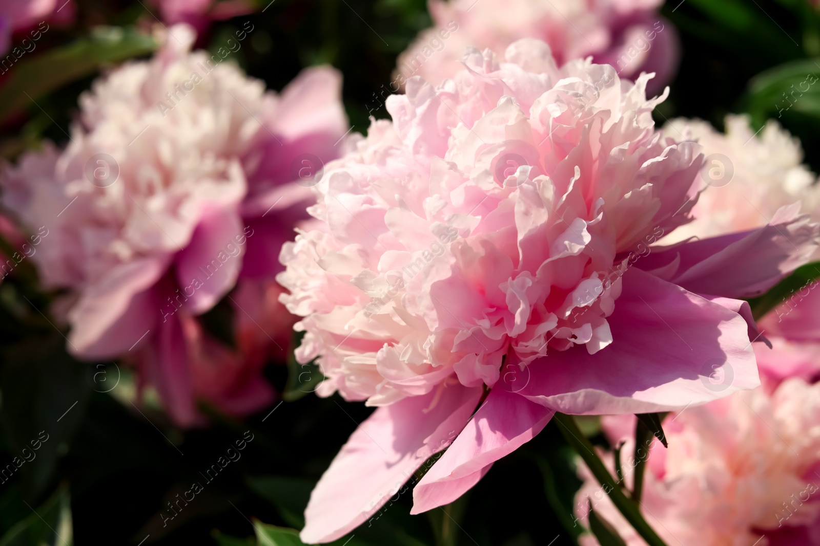 Photo of Wonderful fragrant pink peonies outdoors, closeup view