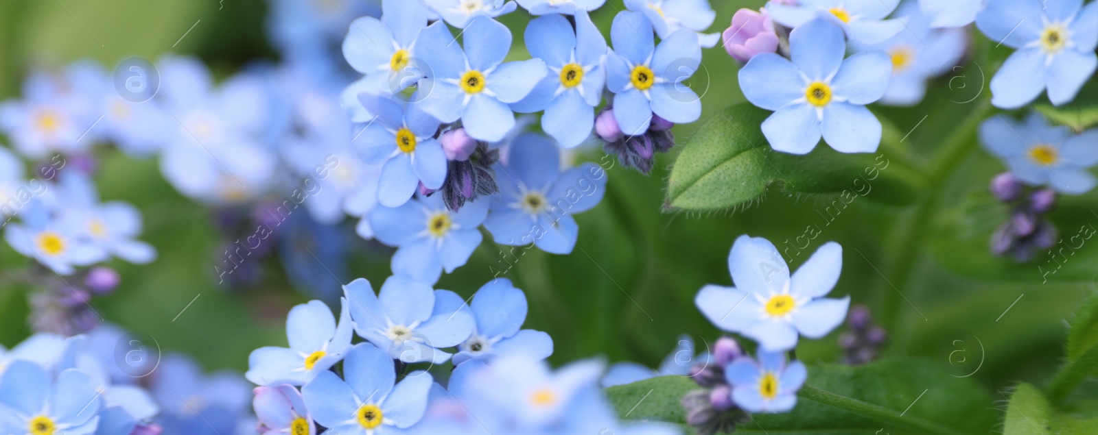 Photo of Beautiful forget-me-not flowers growing outdoors. Spring season