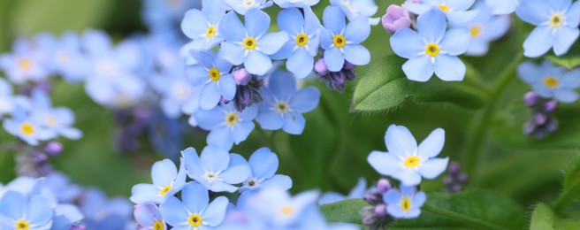 Photo of Beautiful forget-me-not flowers growing outdoors. Spring season