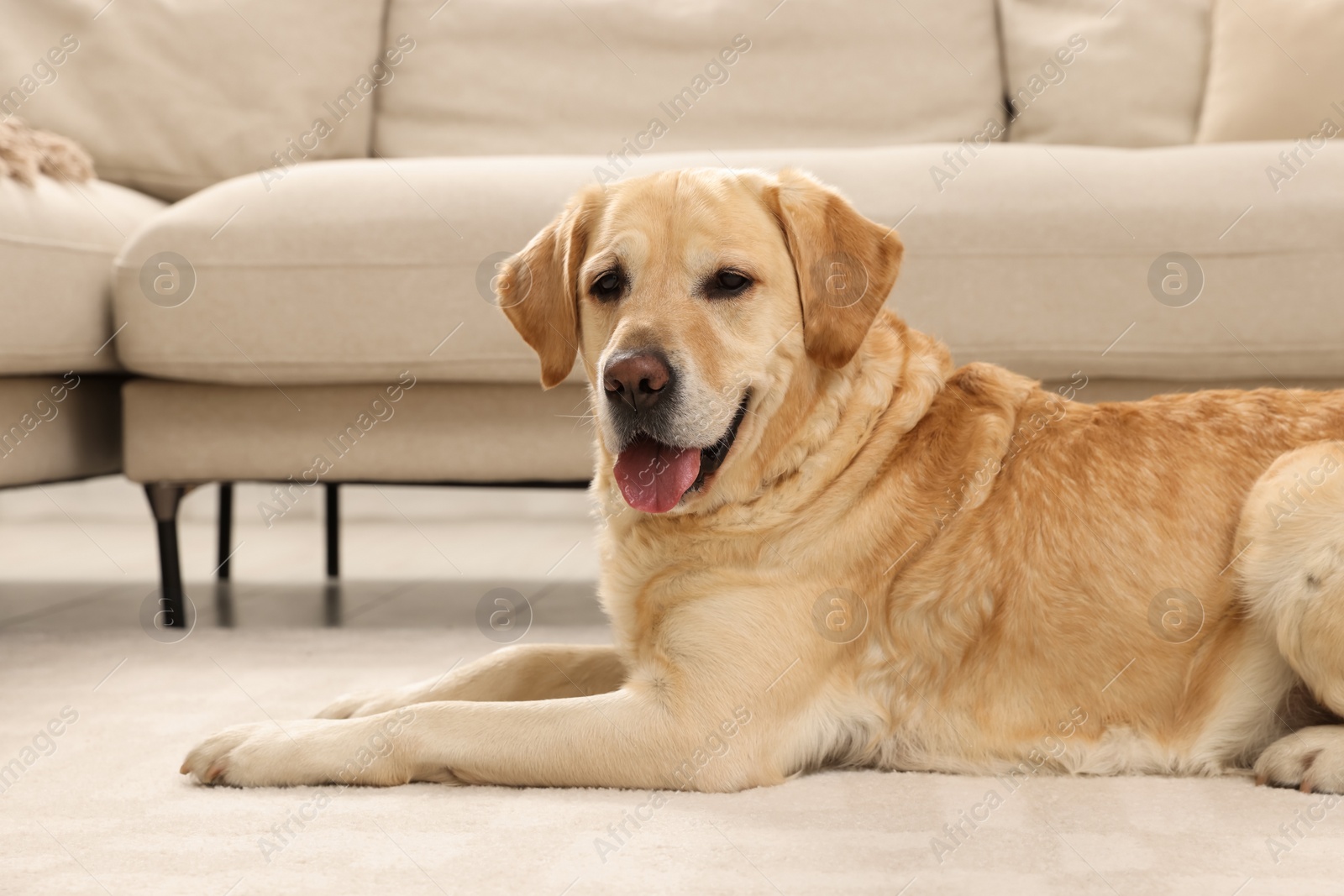 Photo of Cute Labrador Retriever on floor in living room