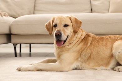 Cute Labrador Retriever on floor in living room