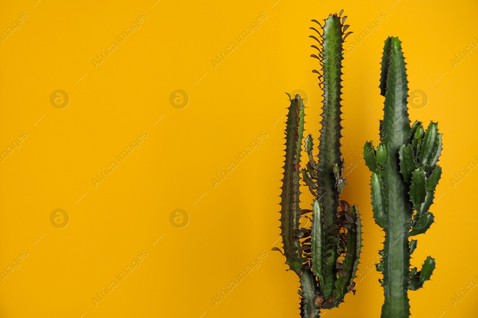 Photo of Beautiful cacti on yellow background, space for text