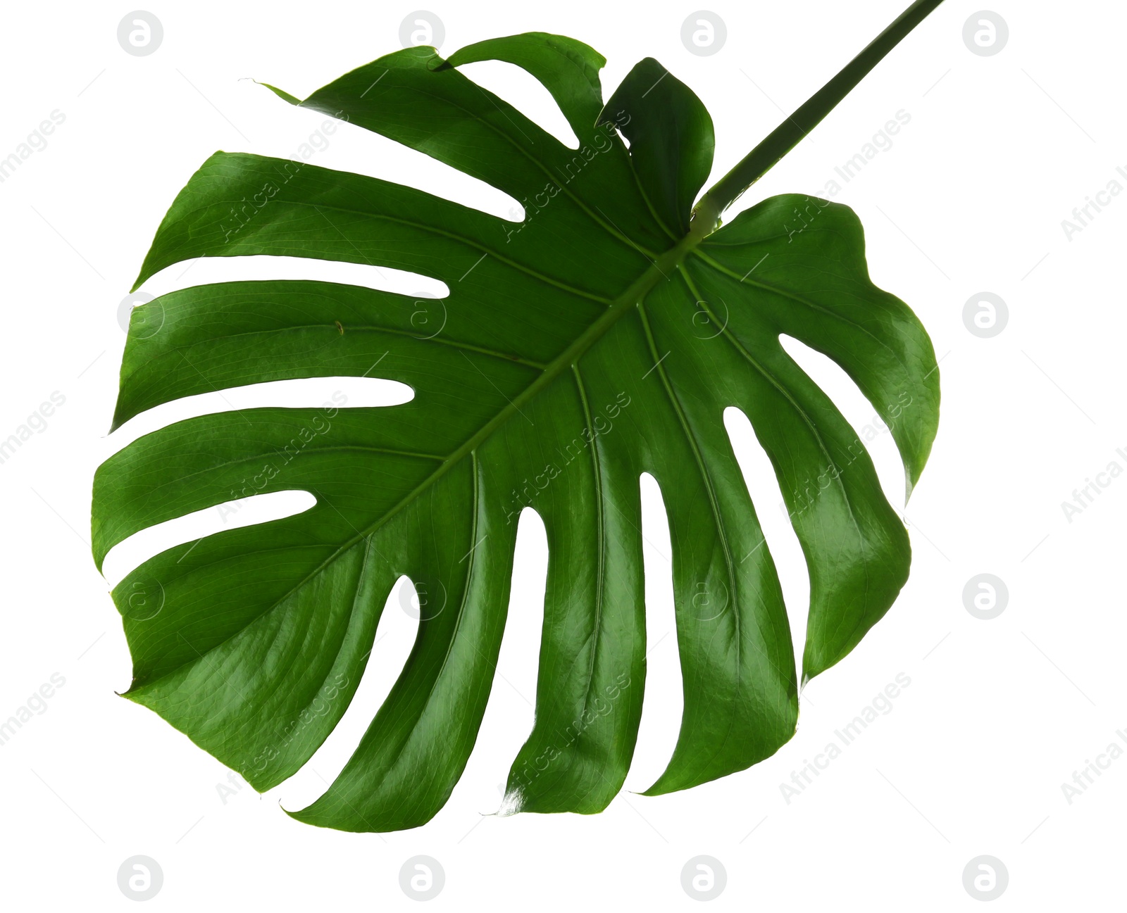 Photo of Fresh tropical monstera leaf on white background