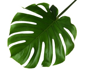 Fresh tropical monstera leaf on white background