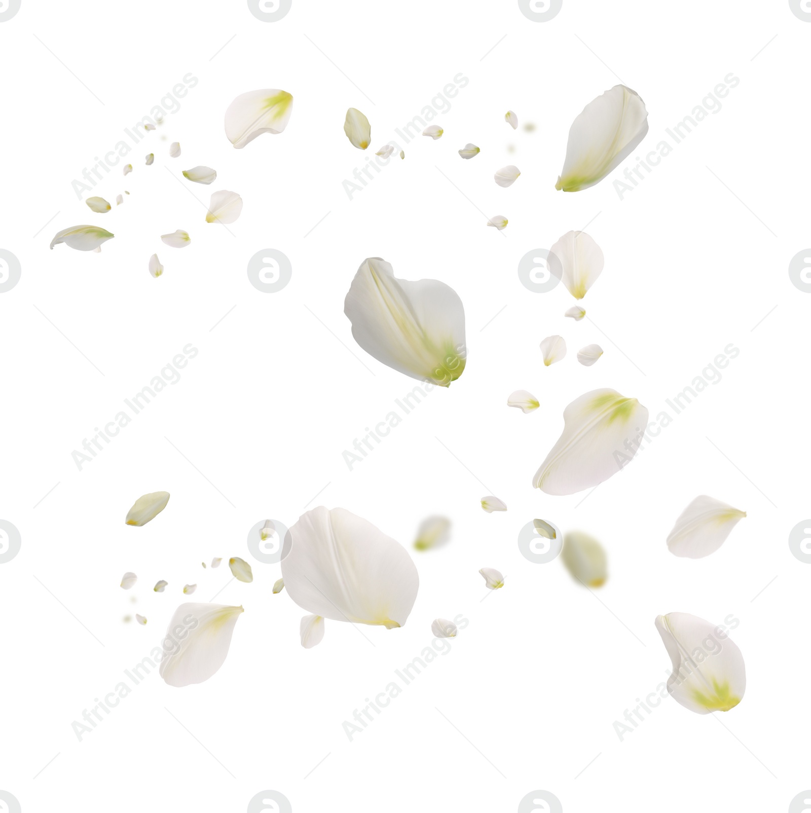 Image of Beautiful tender petals flying on white background