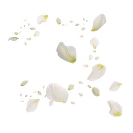 Image of Beautiful tender petals flying on white background