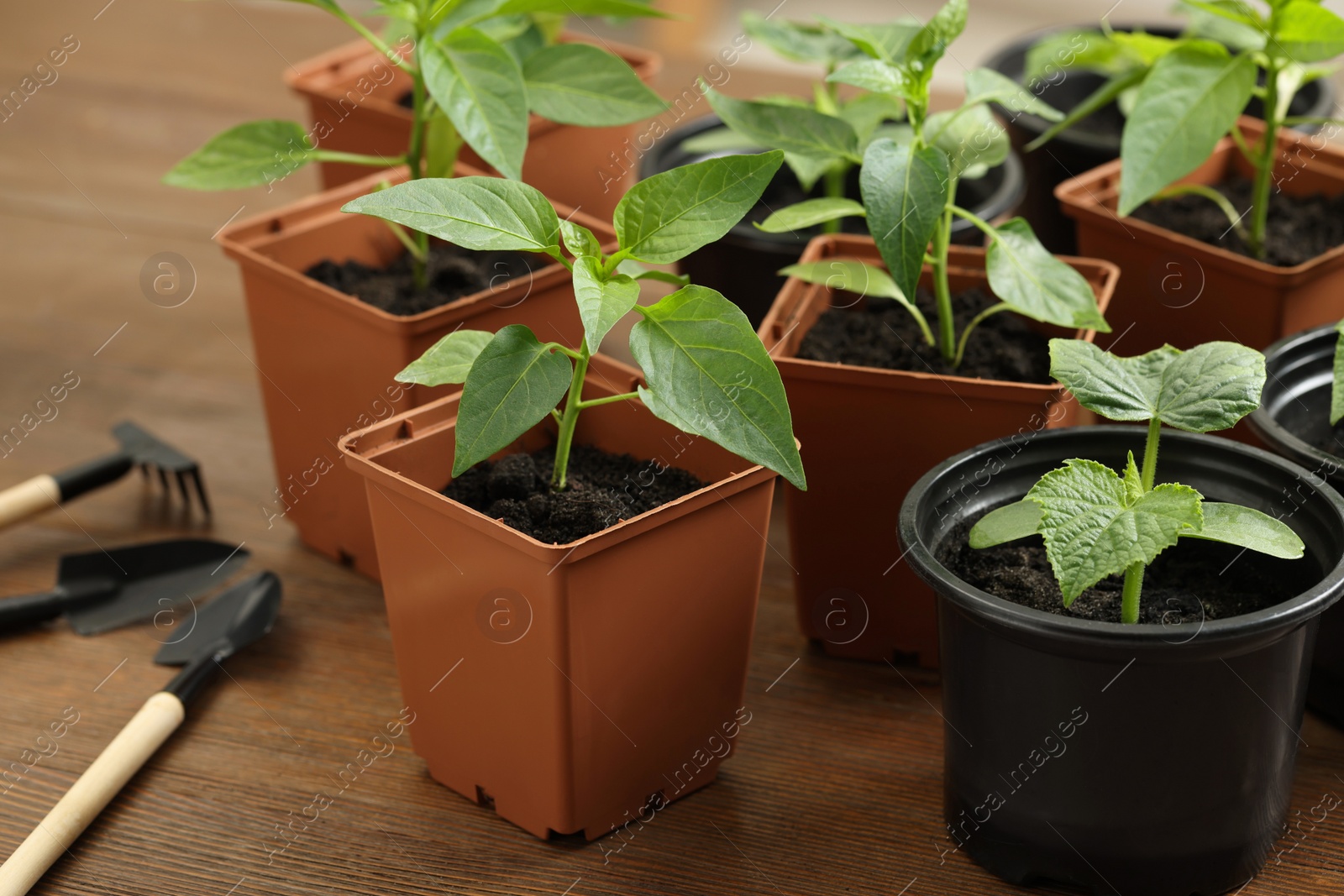 Photo of Seedlings growing in plastic containers with soil and gardening tools on wooden table